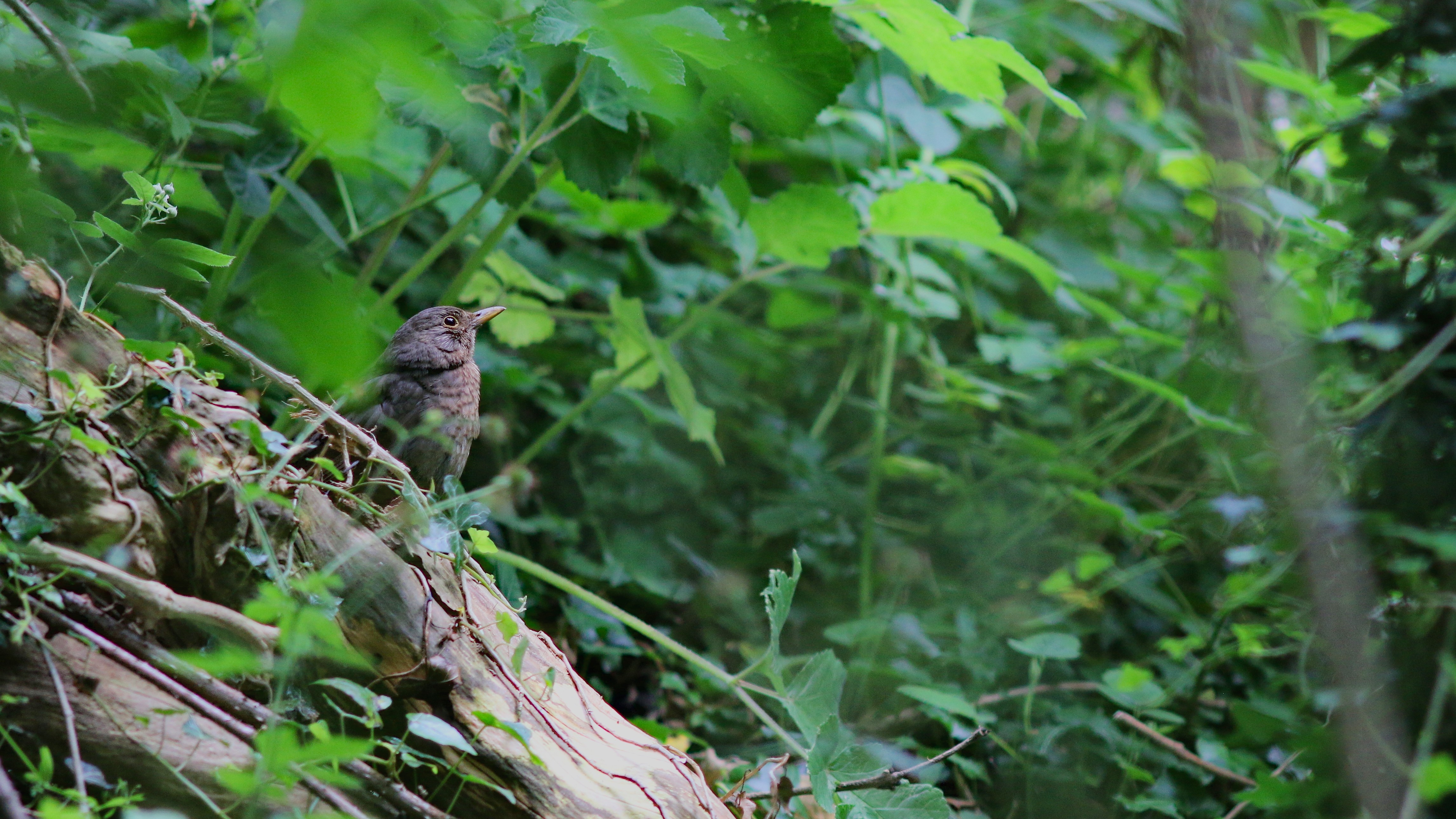 A Blackbird looking out from a log