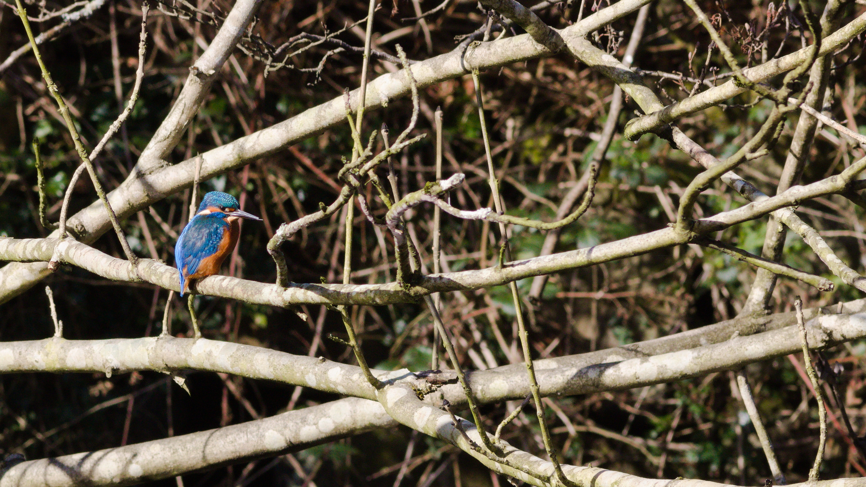 Kingfisher sat above the water