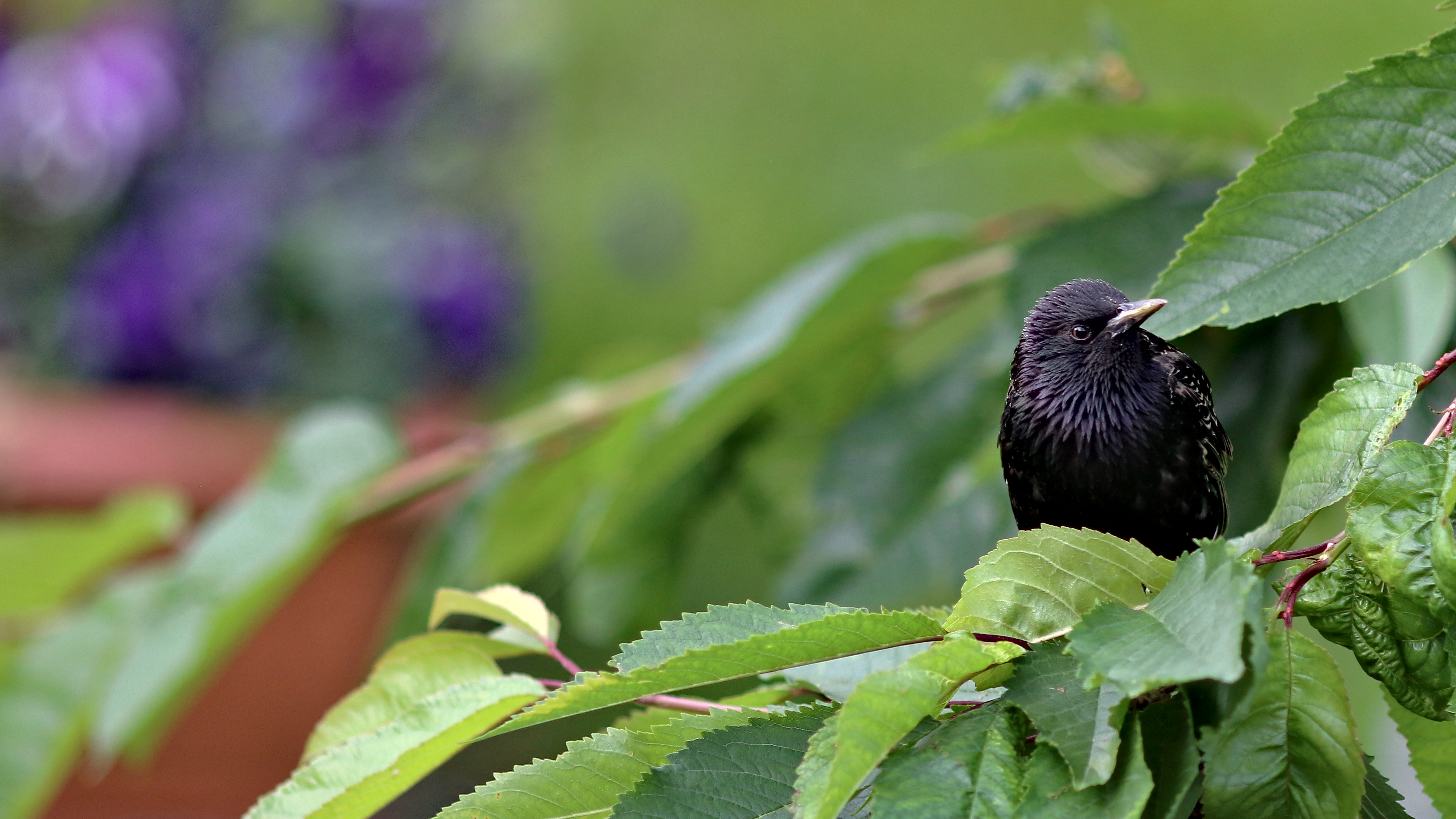 Starling sat in a cherry tree