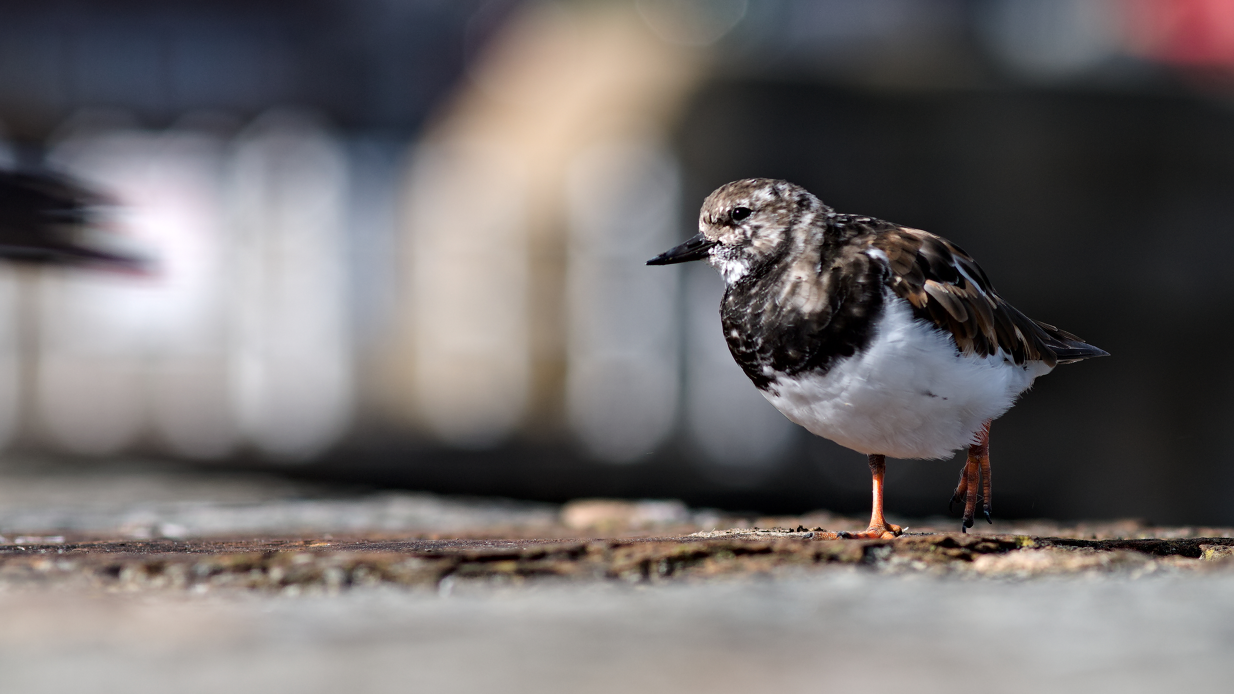 A Turnstone stood on a harbour wall